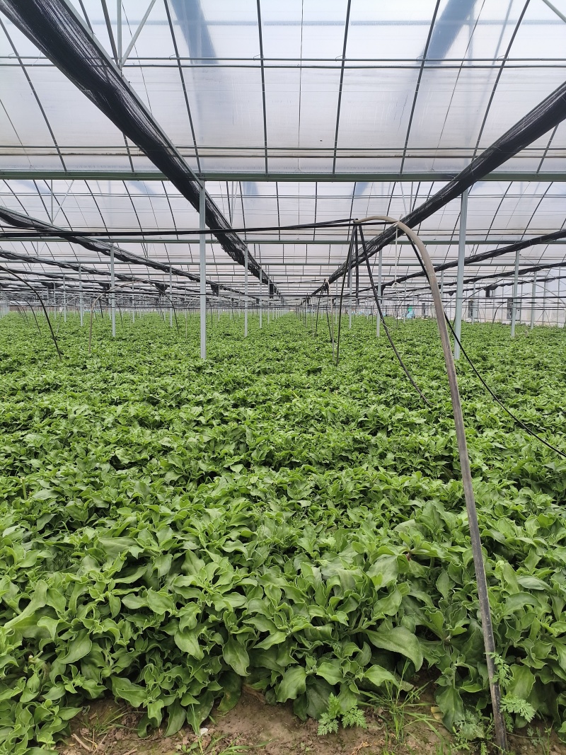 冰草菜大量上市货源充足价格优惠产地直供欢迎采购