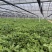 冰草菜大量上市货源充足价格优惠产地直供欢迎采购