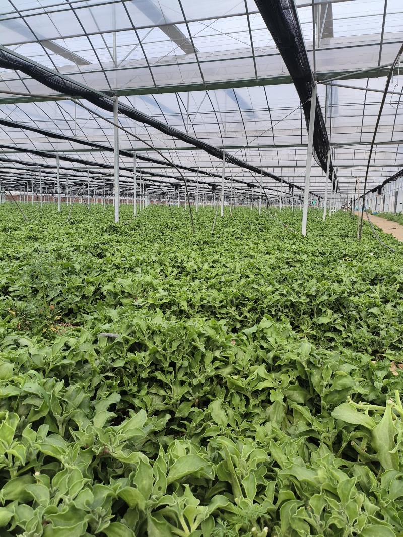 冰草菜大量上市货源充足价格优惠产地直供欢迎采购