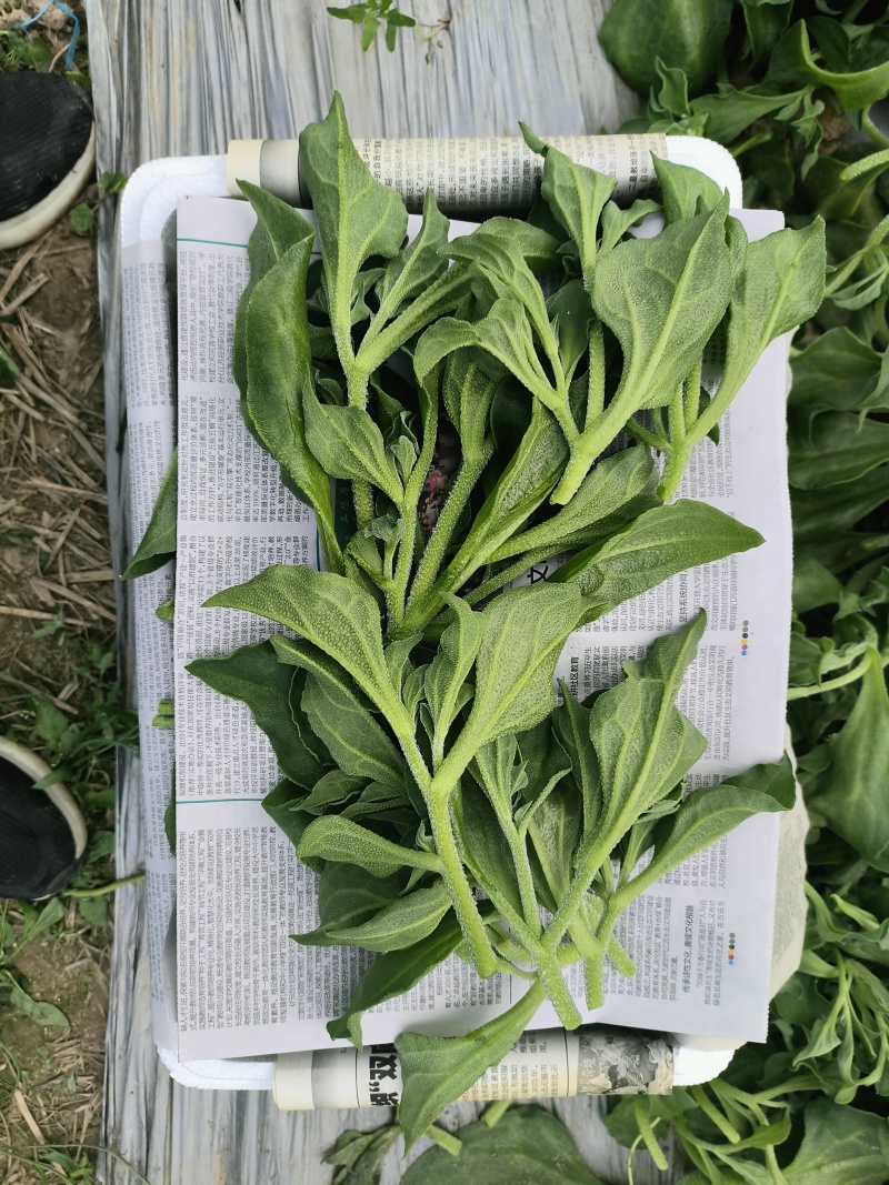 冰草菜大量上市货源充足价格优惠产地直供欢迎采购