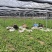 冰草菜大量上市货源充足价格优惠产地直供欢迎采购