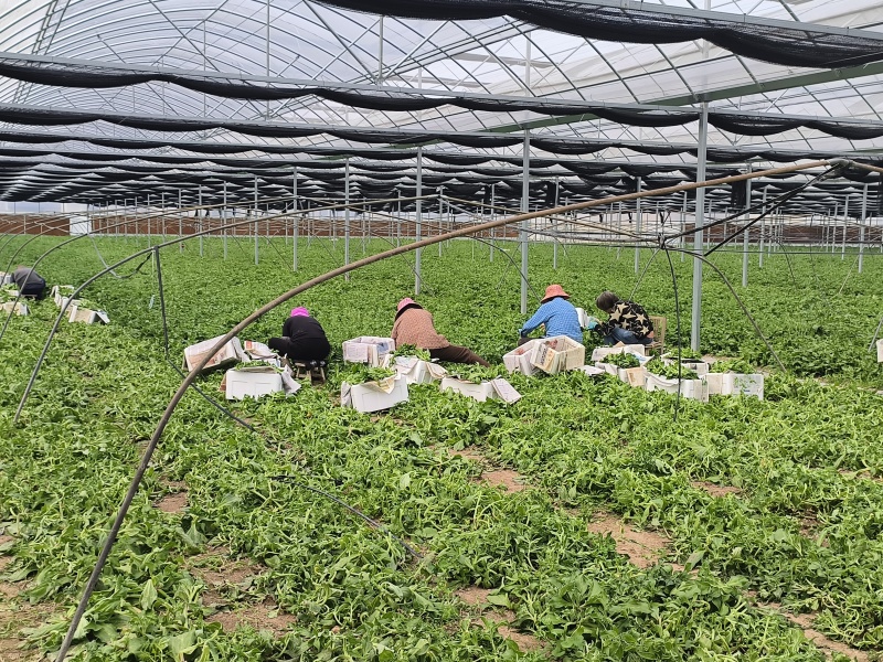 冰草菜大量上市货源充足价格优惠产地直供欢迎采购