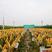 中地868高产玉米种子，红轴大棒，抗倒抗病抗旱宜机收