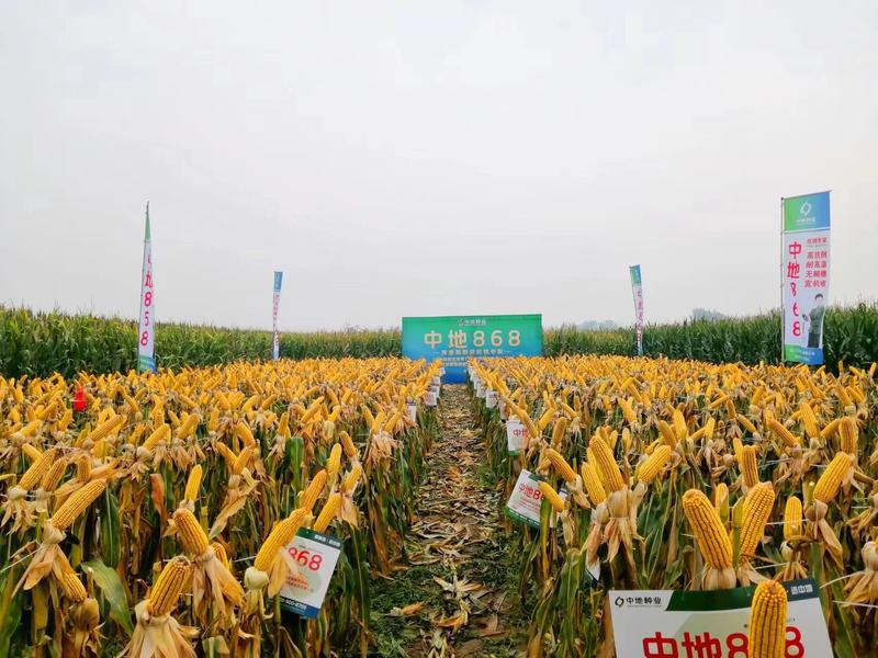 中地868高产玉米种子，红轴大棒，抗倒抗病抗旱宜机收