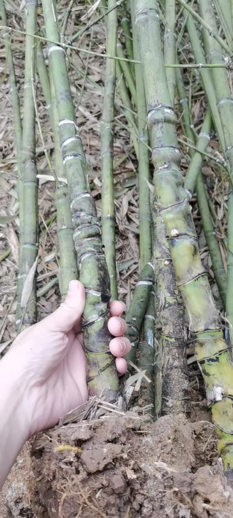 罗汉竹