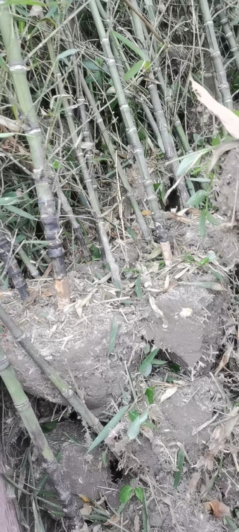 罗汉竹