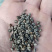 苦荞麦种子适应性强生长快速饲用高产杂粮养殖