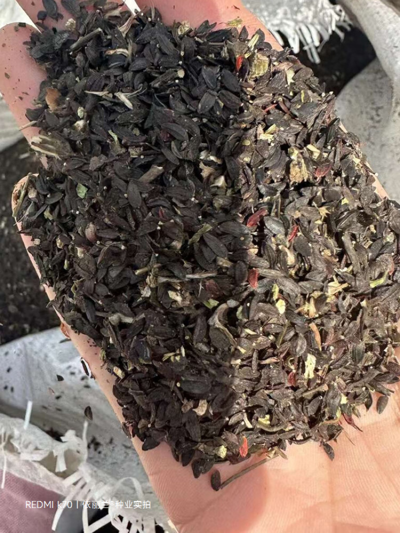 苦荬菜种子牧草南方北方多年生四季高产种子猪牛羊喜食牧草