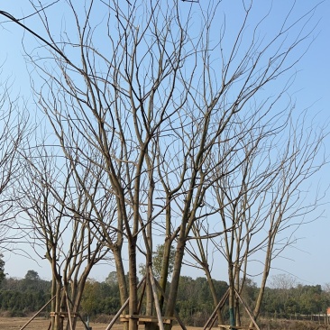 【丛生朴树容器培育成活率高树形漂亮价格优惠产地直发