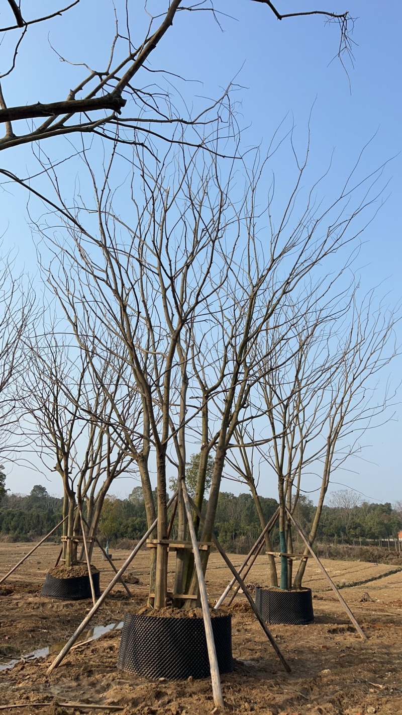 【丛生朴树容器培育成活率高树形漂亮价格优惠产地直发