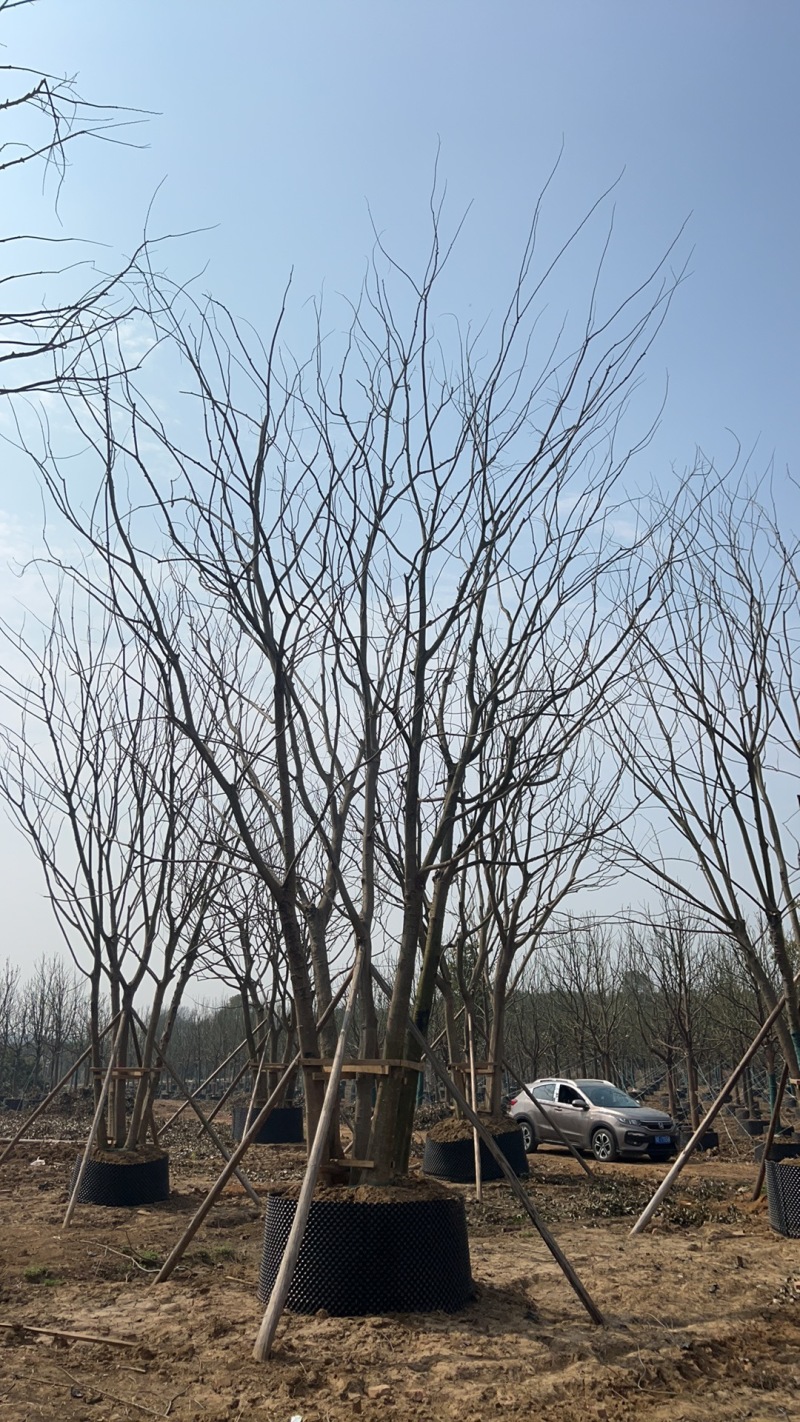 【丛生朴树容器培育成活率高树形漂亮价格优惠产地直发