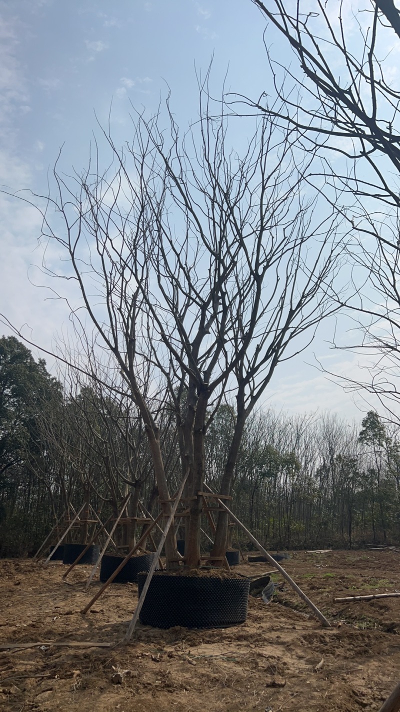 【丛生朴树容器培育成活率高树形漂亮价格优惠产地直发
