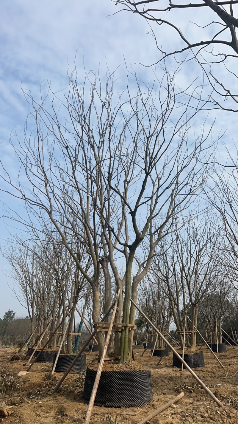 【丛生朴树容器培育成活率高树形漂亮价格优惠产地直发