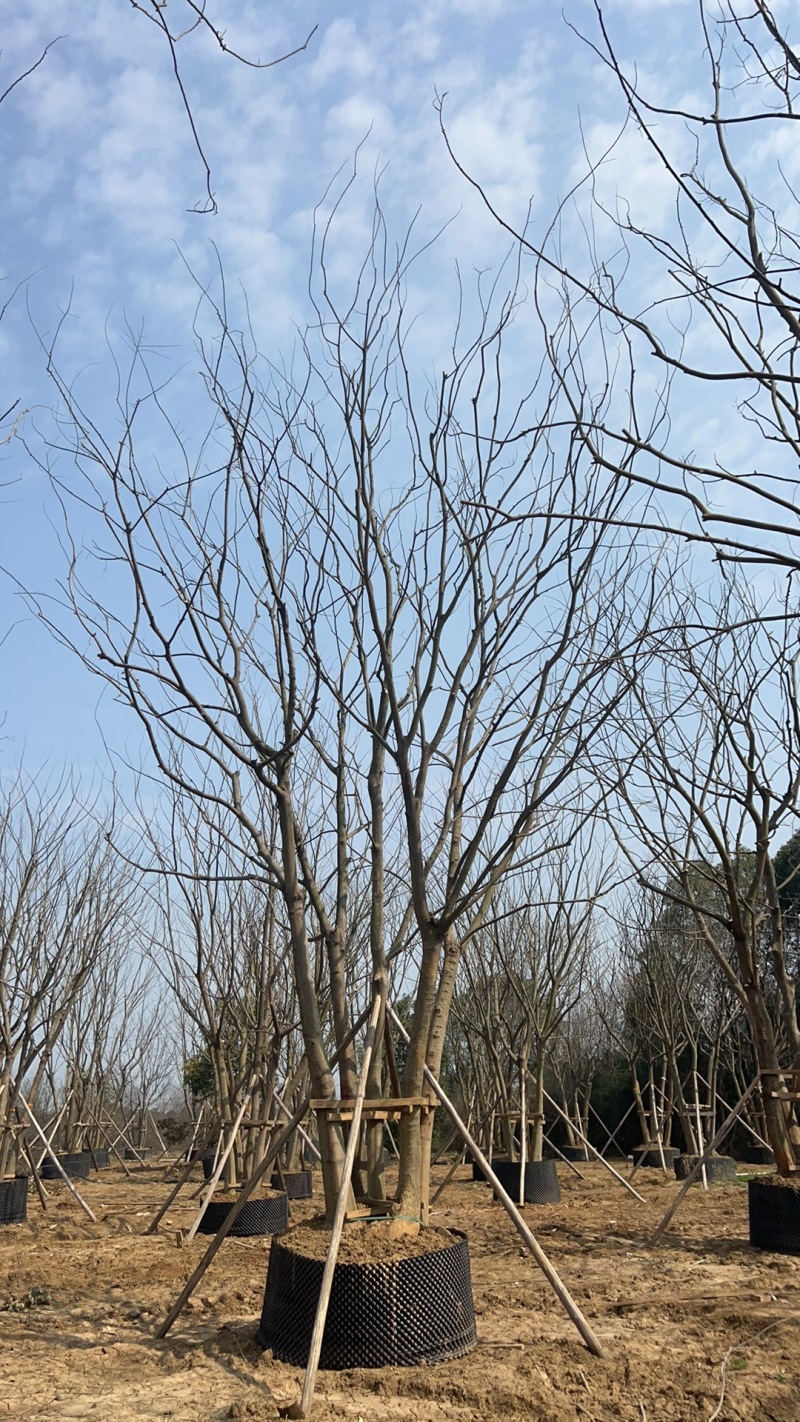 【丛生朴树容器培育成活率高树形漂亮价格优惠产地直发
