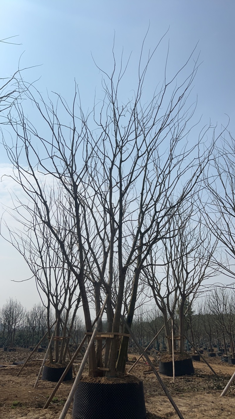 【丛生朴树容器培育成活率高树形漂亮价格优惠产地直发