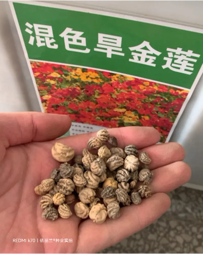 旱金莲金莲花种子旱荷花四季种夏季秋季攀爬藤蔓垂吊室内阳台