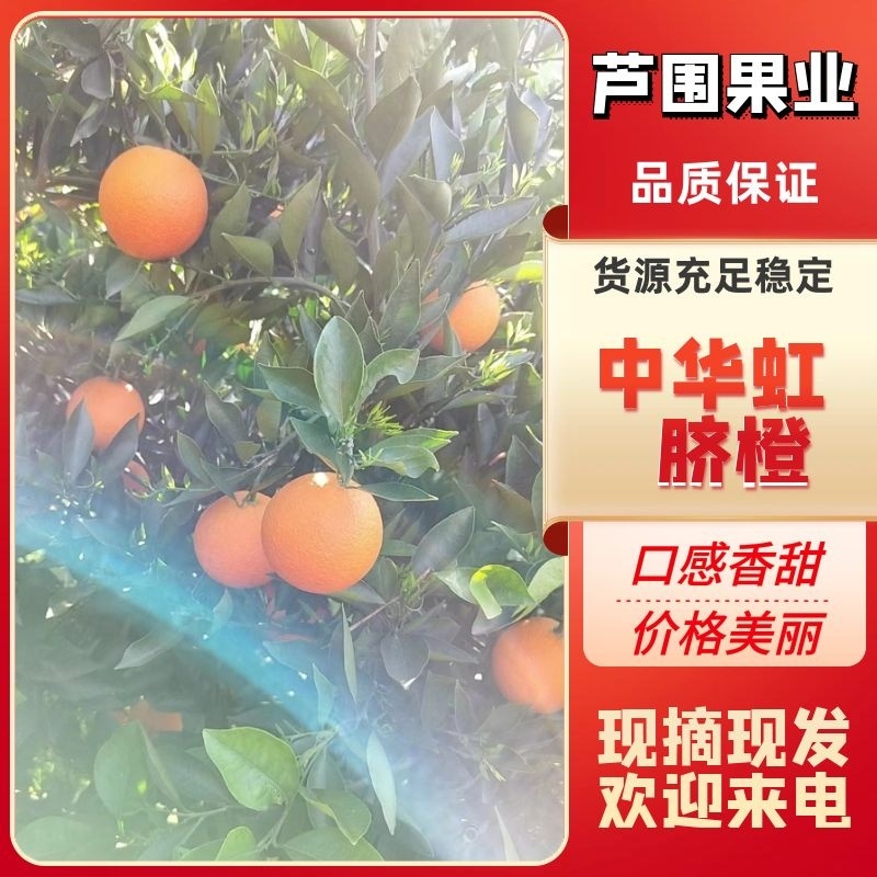 【精品中华红橙】湖北秭归皮薄汁甜现摘现发价格优惠