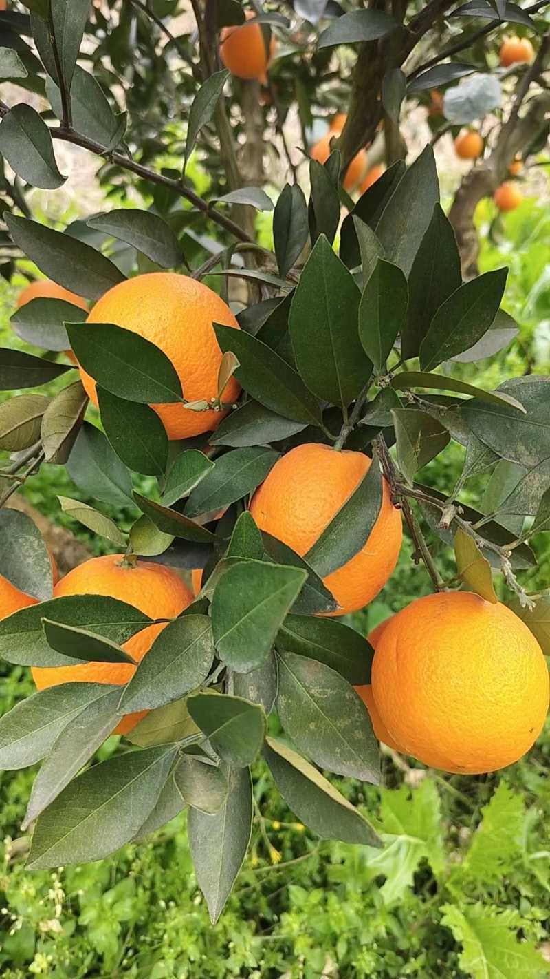 【精品中华红橙】湖北秭归皮薄汁甜现摘现发价格优惠