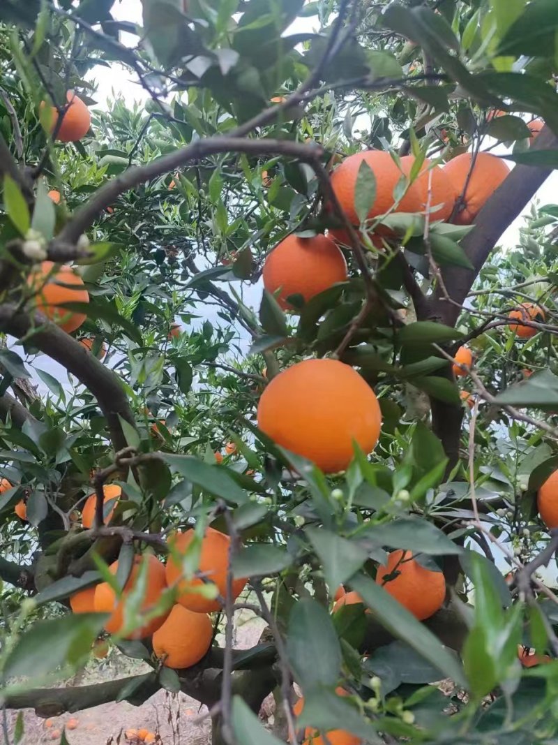 【精品中华红橙】湖北秭归皮薄汁甜现摘现发价格优惠