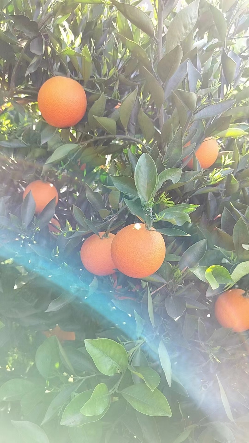 【精品中华红橙】湖北秭归皮薄汁甜现摘现发价格优惠