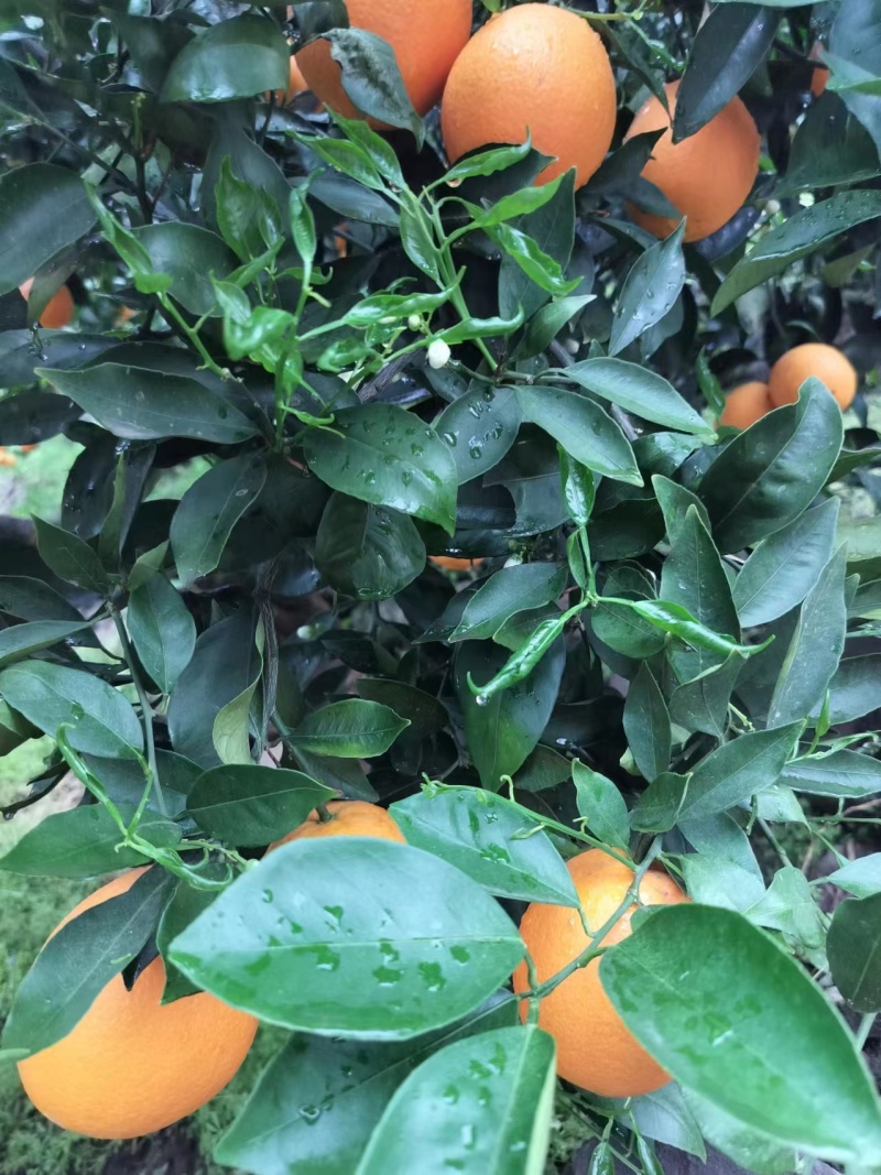 【精品中华红橙】湖北秭归皮薄汁甜现摘现发价格优惠