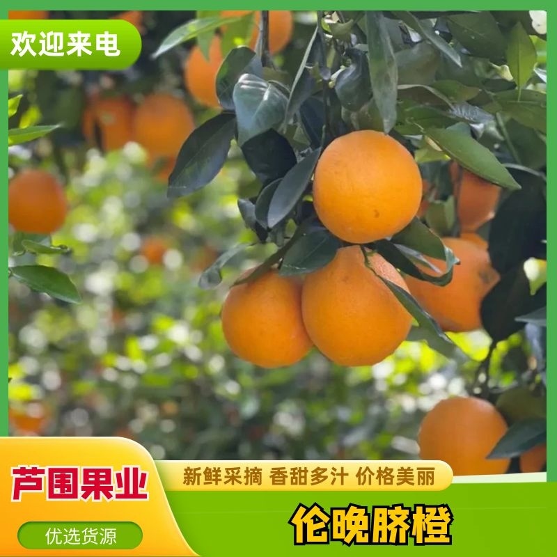 【伦晚脐橙】宜昌秭归口感纯甜个大皮薄价格优惠价优