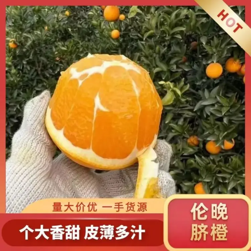【伦晚脐橙】宜昌秭归口感纯甜个大皮薄价格优惠价优