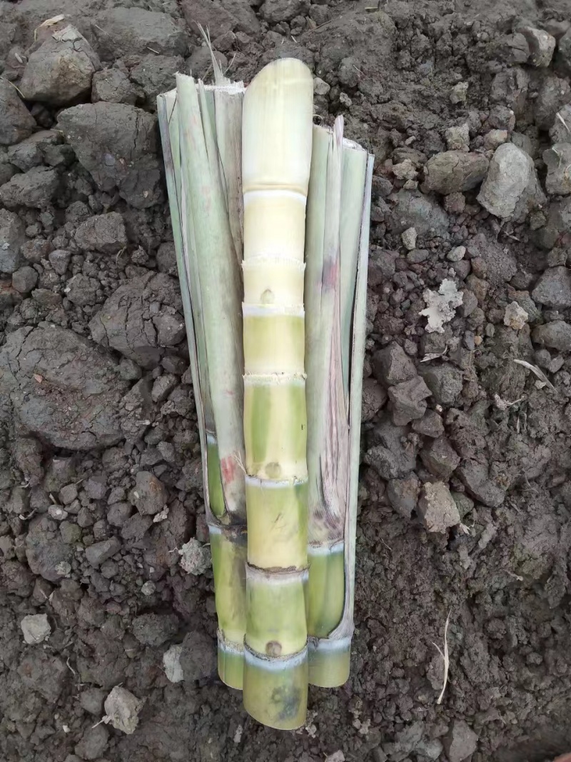 黄皮甘蔗种苗发芽率高质量保证价格优惠来电