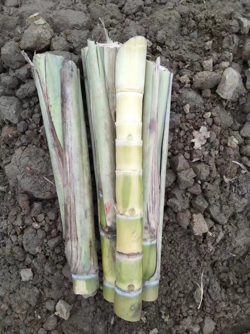 黄皮甘蔗种苗发芽率高质量保证价格优惠来电