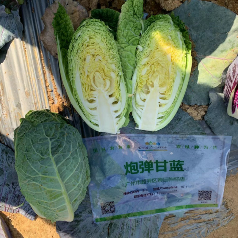 炮弹甘蓝种子包菜种籽新型甘兰春秋包菜夏秋四季绿蔬菜种孑