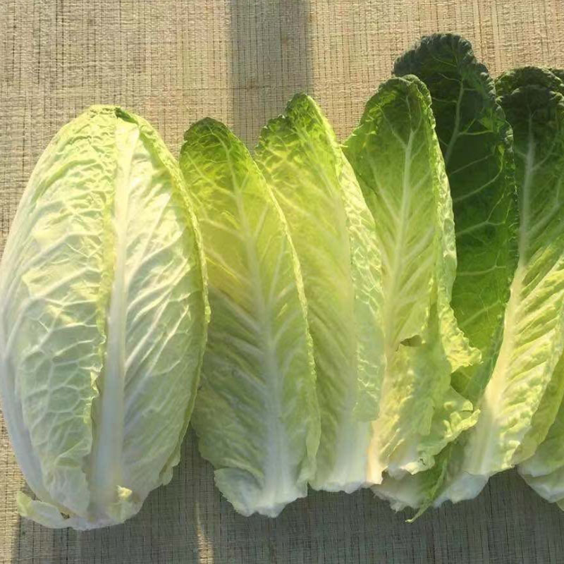 炮弹甘蓝种子包菜种籽新型甘兰春秋包菜夏秋四季绿蔬菜种孑