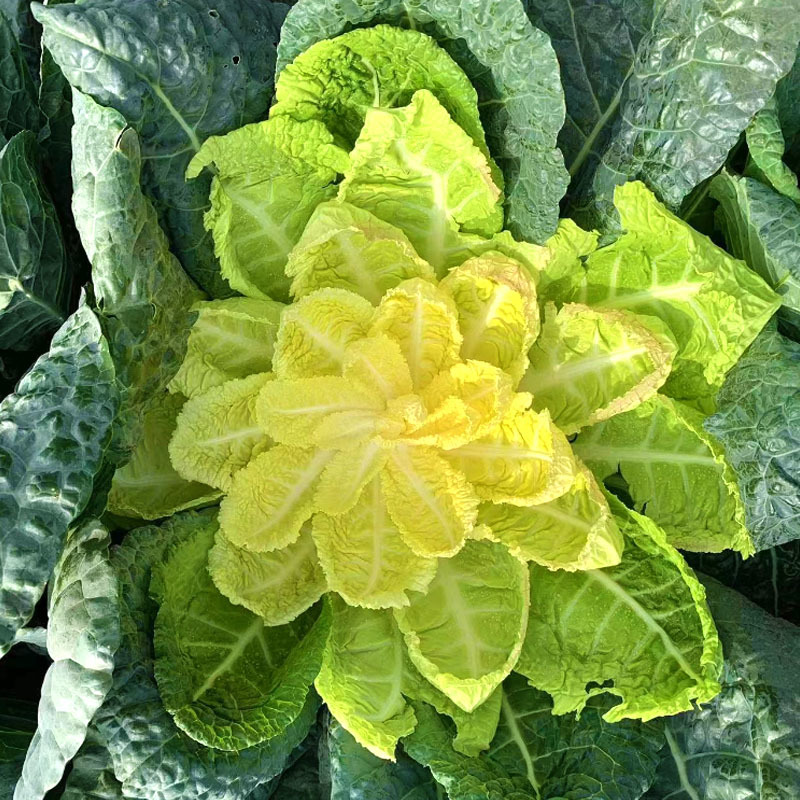 炮弹甘蓝种子包菜种籽新型甘兰春秋包菜夏秋四季绿蔬菜种孑