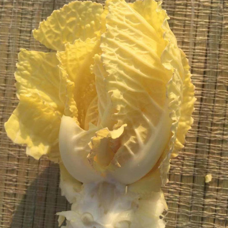 炮弹甘蓝种子包菜种籽新型甘兰春秋包菜夏秋四季绿蔬菜种孑
