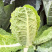 炮弹甘蓝种子包菜种籽新型甘兰春秋包菜夏秋四季绿蔬菜种孑