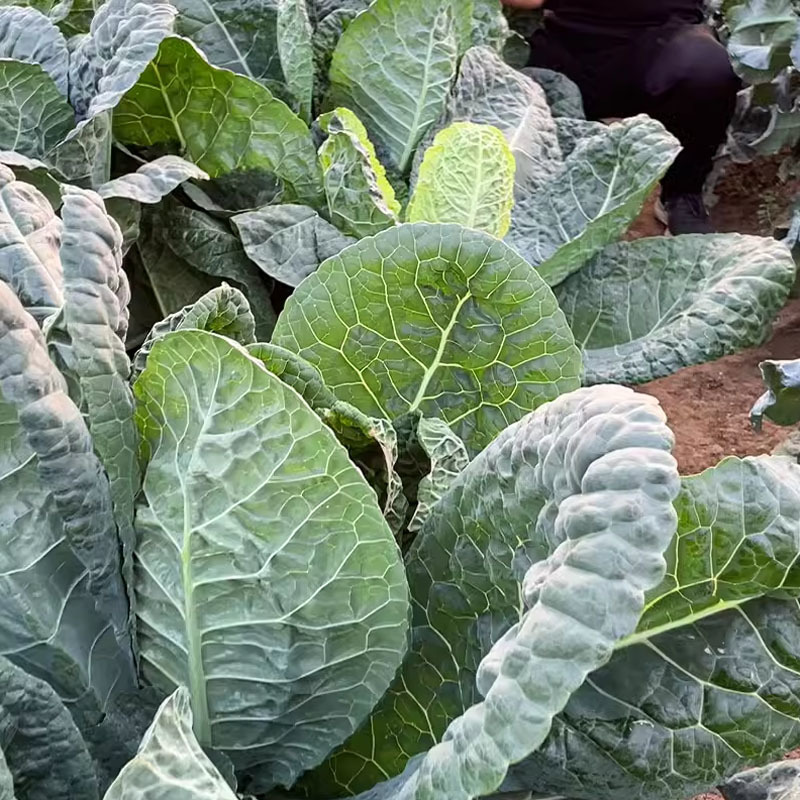 炮弹甘蓝种子包菜种籽新型甘兰春秋包菜夏秋四季绿蔬菜种孑