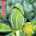 炮弹甘蓝种子包菜种籽新型甘兰春秋包菜夏秋四季绿蔬菜种孑