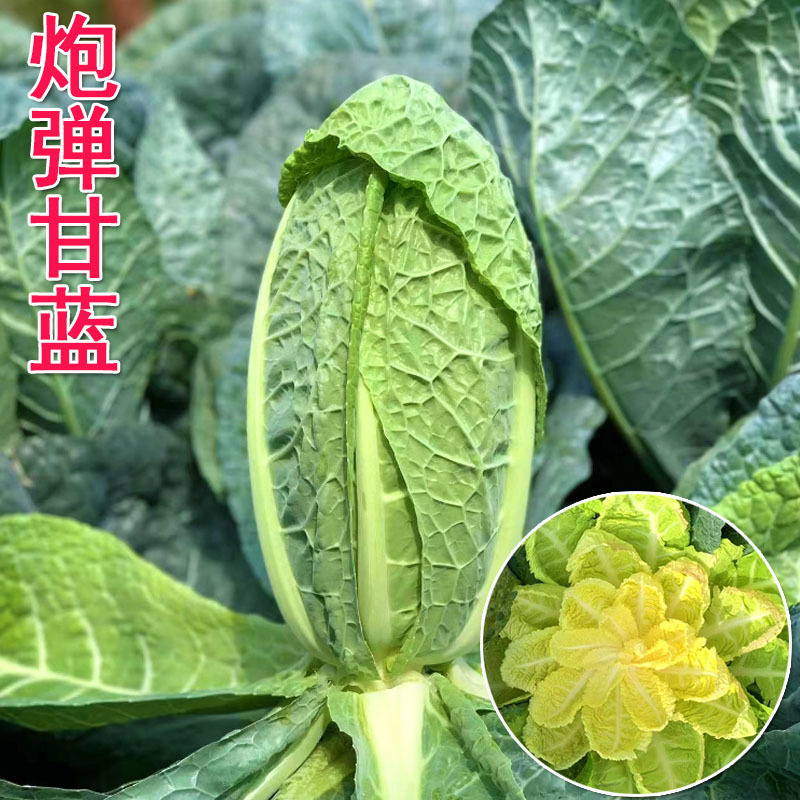 炮弹甘蓝种子包菜种籽新型甘兰春秋包菜夏秋四季绿蔬菜种孑