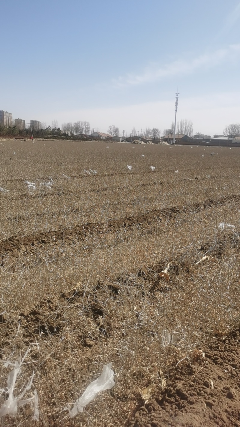 沙棘苗各种规格包成活包售后640亩苗圃品质好