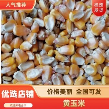 色选玉米，玉米，量大从优，火车汽车优质玉米，