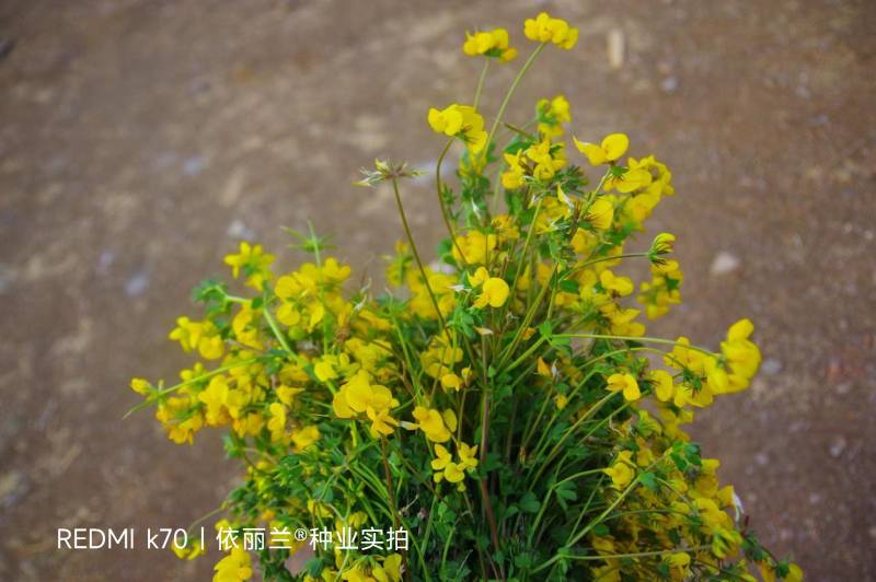 百脉根种子牧草种子五叶草牛角花草种子多年生牧草护坡