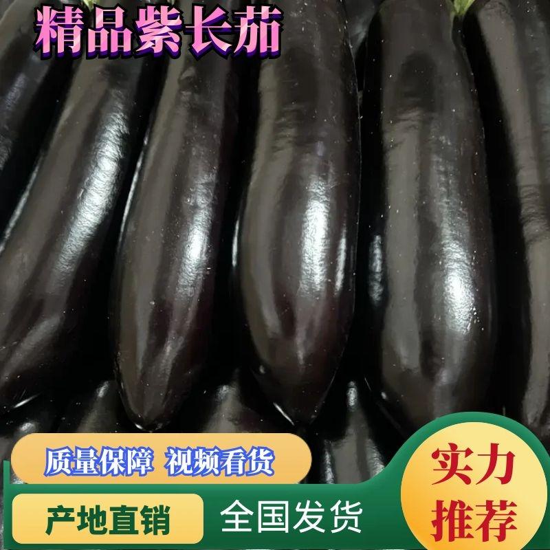 【精品】绥中蔬菜基地765长茄烧烤茄子货量足价优