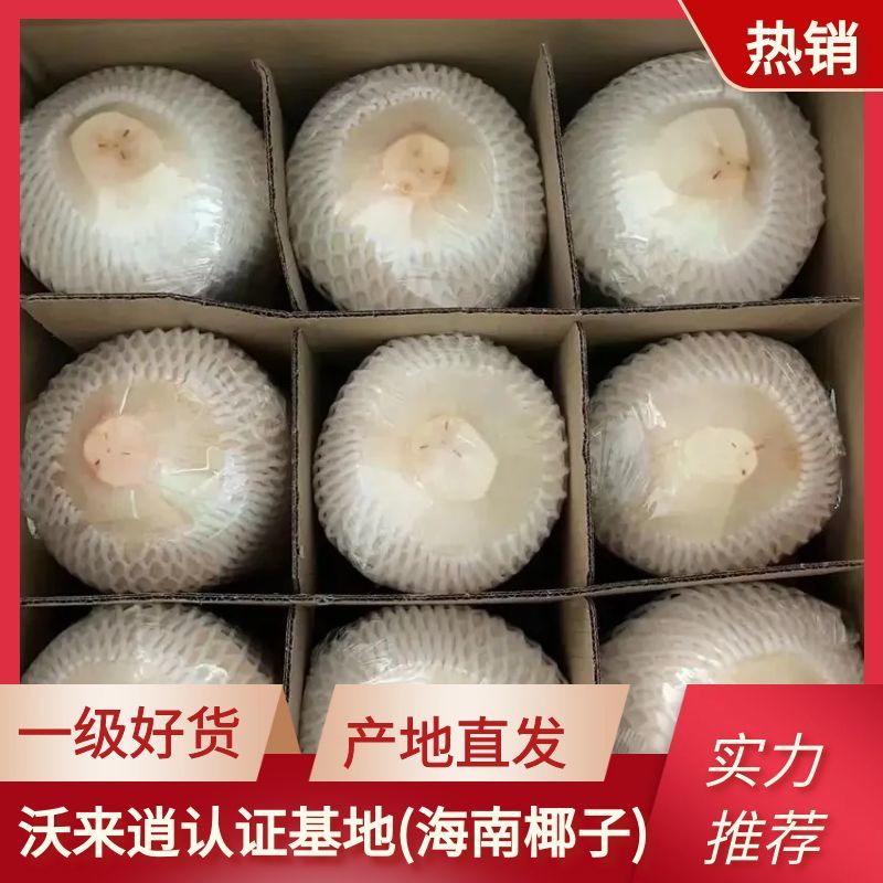 【精品】海南椰子椰青产地一手货源可视频看货全国走货