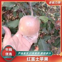 冠县红富士苹果大量现货，欢迎市场批发，电商团购平台等合作