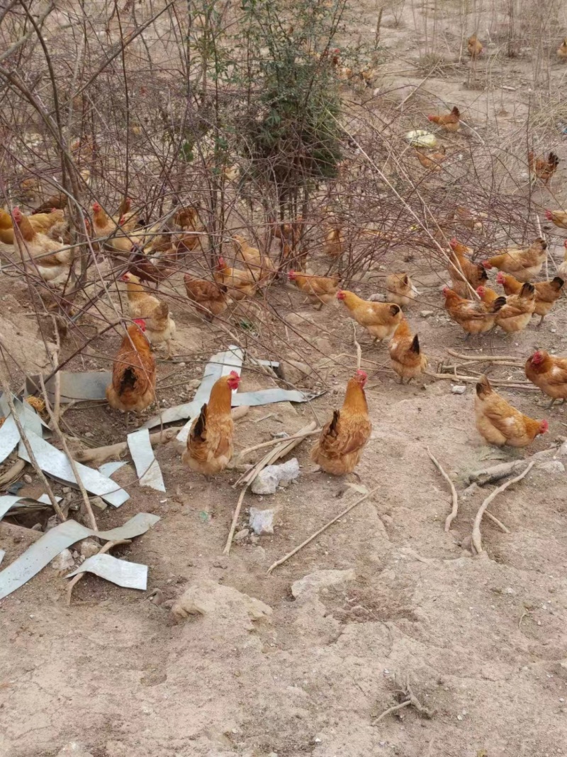 活鸡自家散养土鸡