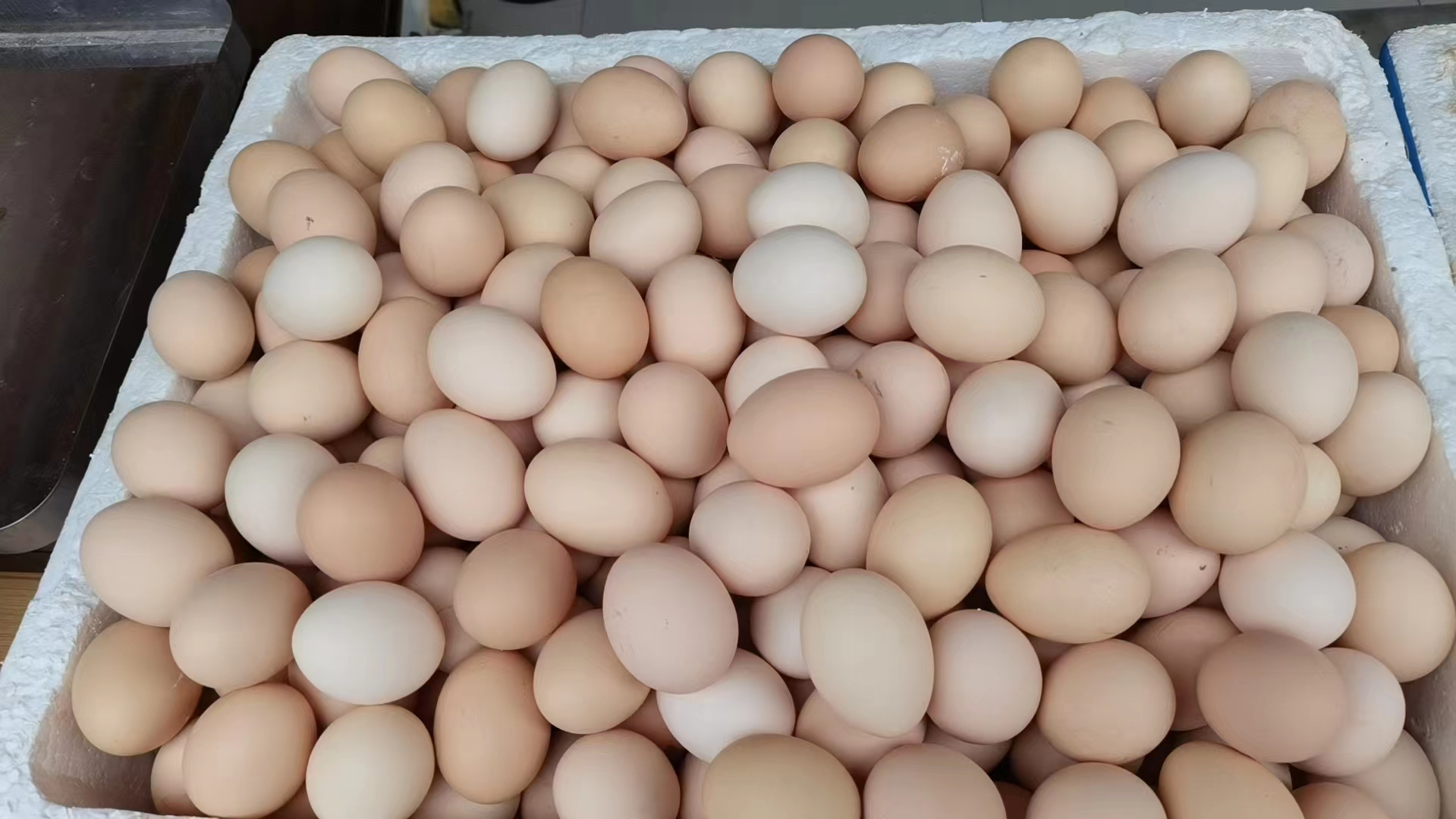 冷藏室内整齐摆放的带壳鲜鸡蛋,环境温度恒定在4℃,蛋壳完整光洁,体现安全储存状态 带壳新鲜鸡蛋整齐码放在家用冰箱冷藏室蛋格中,背景可见温度显示为4℃,蛋壳洁净有光泽,无裂纹或污渍