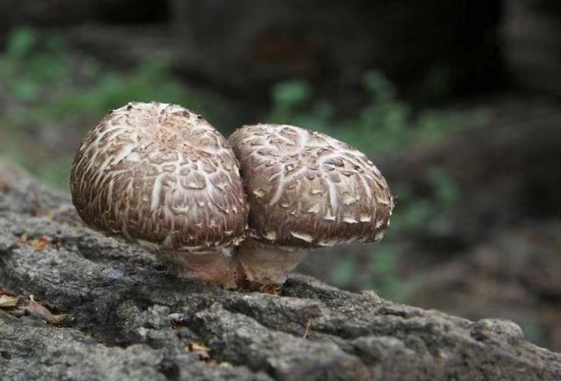 椴木花菇大量上市品质好价格优惠有需要可以联系