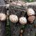 椴木花菇大量上市品质好价格优惠有需要可以联系