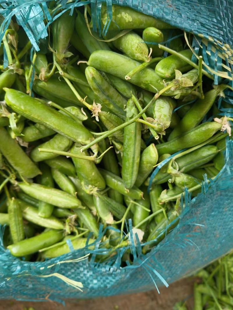 精品豌豆上市了产地直发对接全国市场量大从优欢迎咨询
