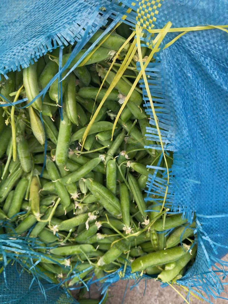 精品豌豆上市了产地直发对接全国市场量大从优欢迎咨询