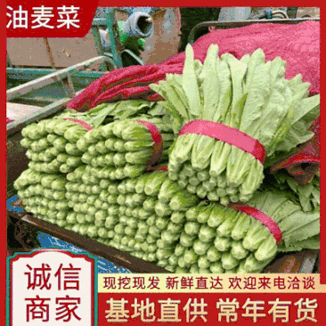 《油麦菜》山东曹县基地大量供应常年有货全国发货